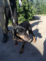 Gmina Września: W Psarach Małych znaleziono psa