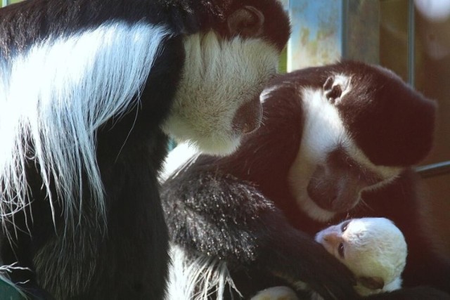 W Gdańskim zoo na świat przyszła gereza abisyńska