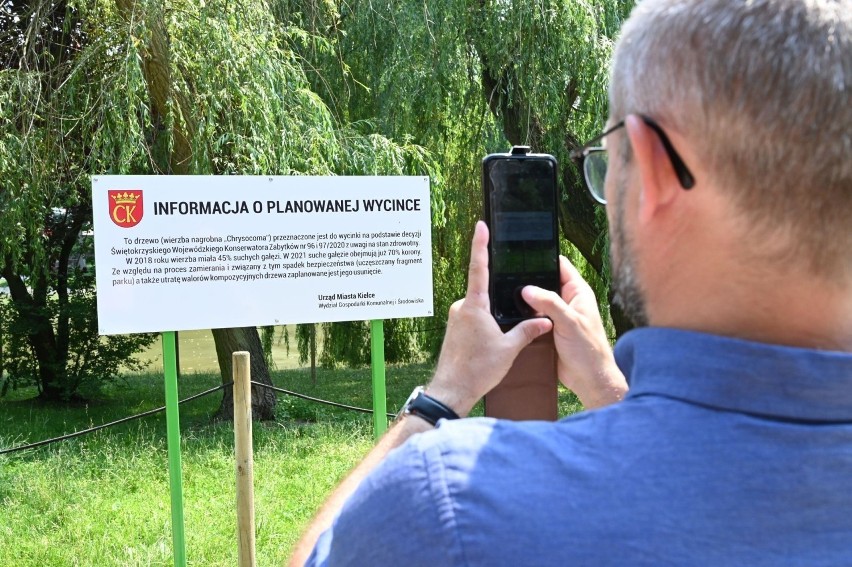 W Parku Miejskim w Kielcach sporo się zmieni. Co się stanie z symbolicznymi wierzbami nad stawem? (WIDEO)