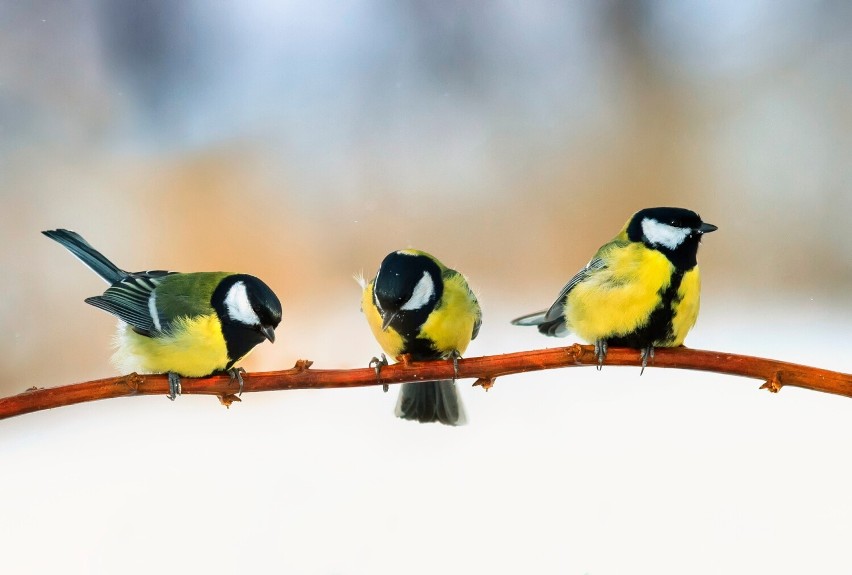 Birdwatching, czyli obserwowanie ptaków w ich naturalnym...