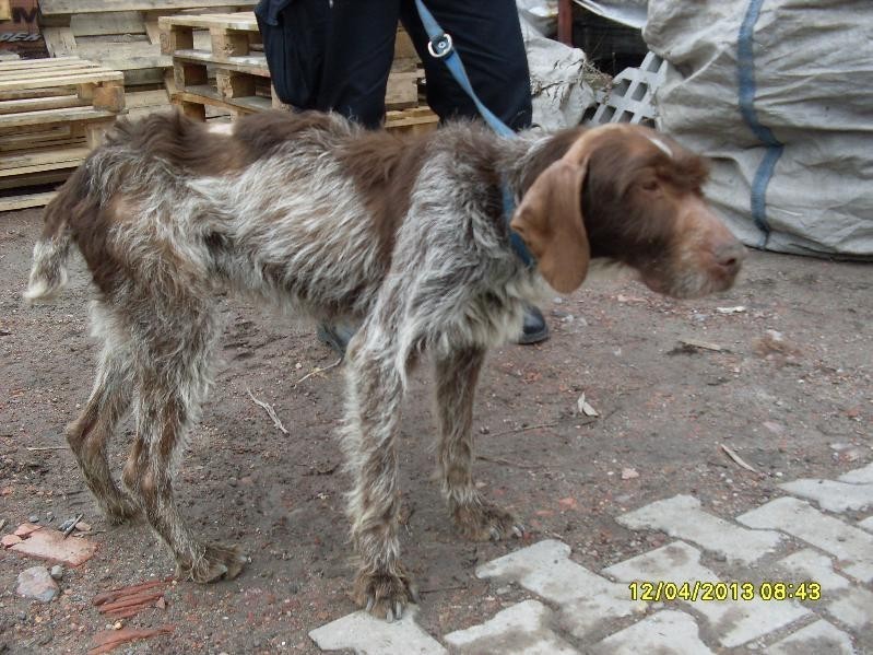 Wodzisław: Złapali trzy bezpańskie psy