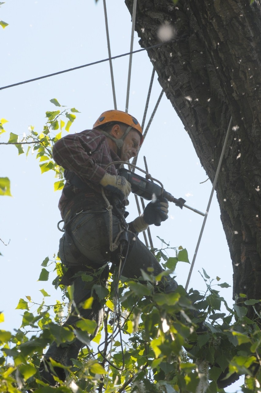 Baobab na pl. Litewskim będzie niższy (ZDJĘCIA)