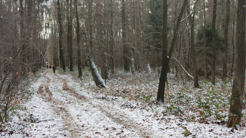 Myśliwy postrzelił kolegę podczas polowania w lesie niedaleko Olszowej pod Strzelcami Opolskimi