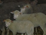 Baranki, owieczki... nie tylko wielkanocne