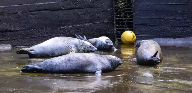 Foki, zoo Gdańsk