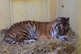 Jak się czują tygrysy uratowane z nielegalnego transportu do Rosji? Pracownicy zoo w Poznaniu wciąż drżą o ich zdrowie