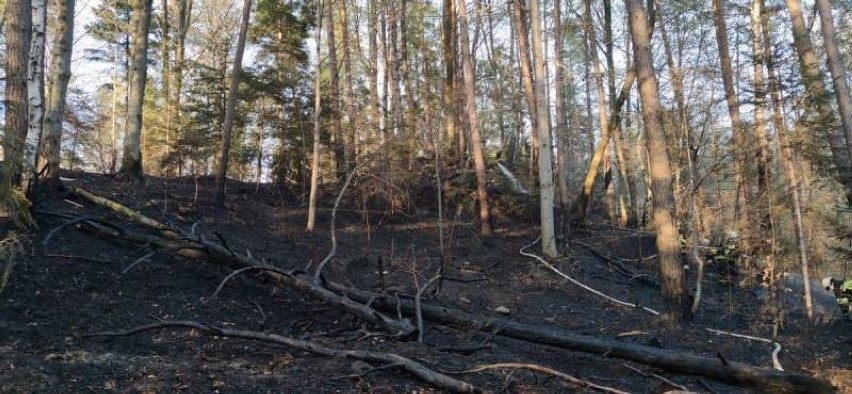 Sądecczyzna. Strażacy ciągle wyjeżdżają do pożarów traw i lasów. Ile było interwencji w tym roku?