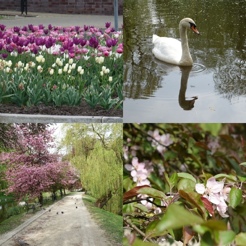 Pogoda w wiosenny majowy poranek w Koszalinie bardzo...