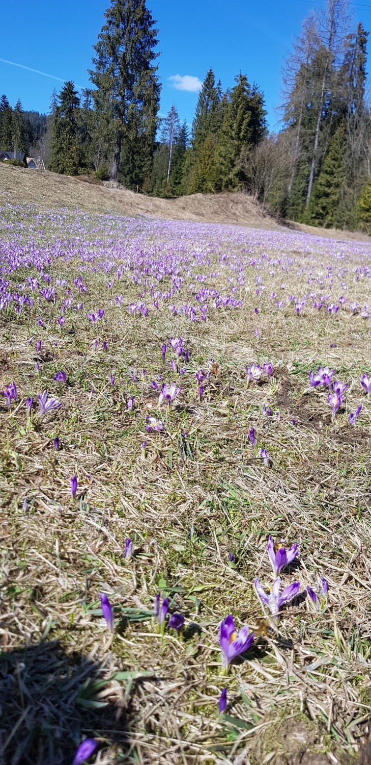 Z Turbacza można podziwiać fantastyczne widoki. Na niektóre...