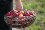 Dni Doradztwa Rolniczego w Józefowie nad Wisłą: Doradzą jak zwalczać szkodniki 