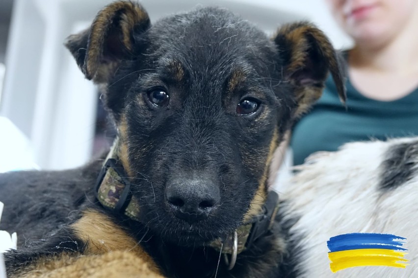 Zwierzęta uratowane z Ukrainy