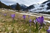 Tatry. Park wysyła patrole wolontariuszy, by chronili krokusy w górach przed turystami