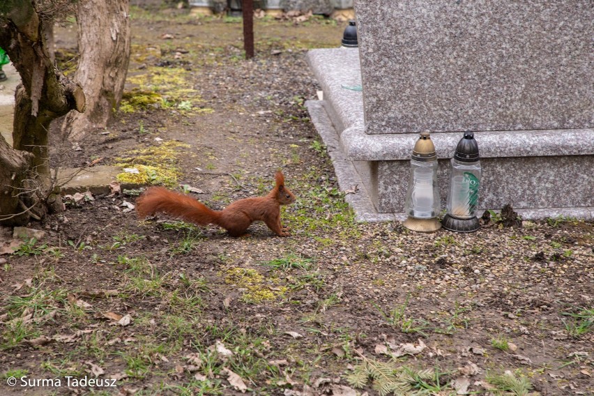 Podpatrzone w Stargardzie. Na cmentarzu w Stargardzie spotkać można wiewiórkę zajadającą orzecha