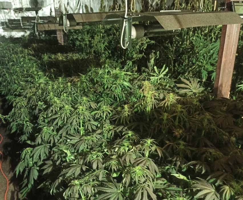 Zlikwidowano plantację marihuany
