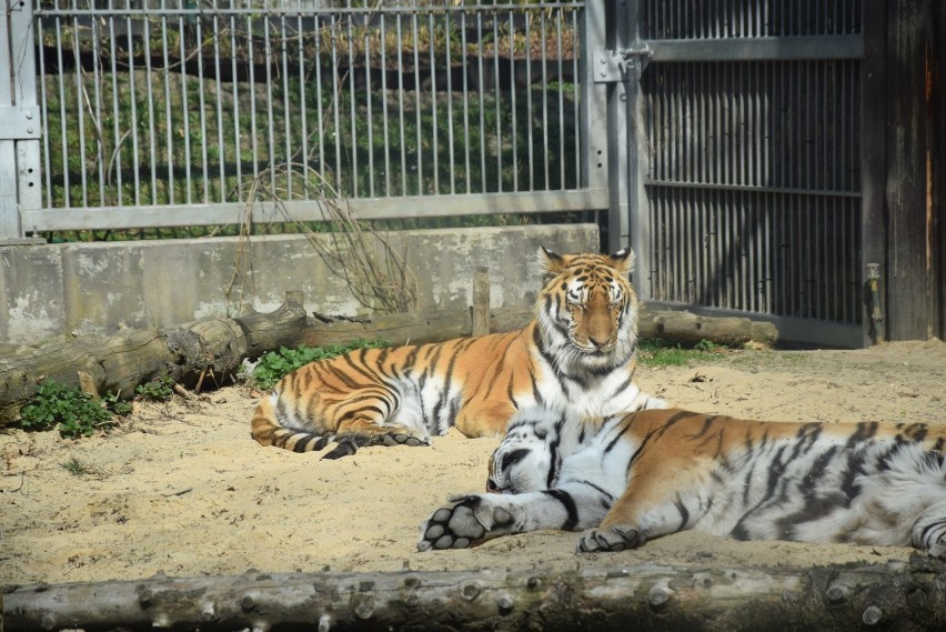 Sajga i Tajga z śląskiego zoo