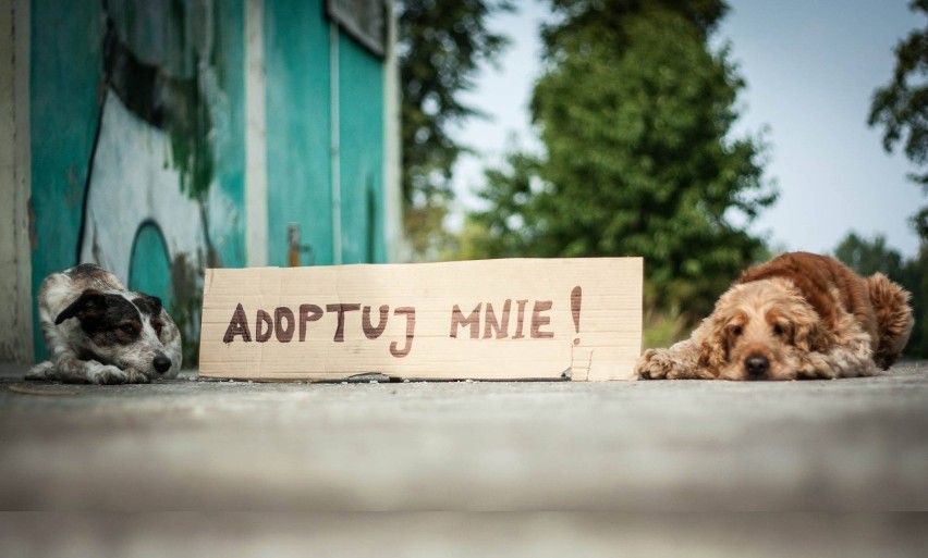 Na adopcję w żarskim schronisku czeka kilkadziesiąt psów i...