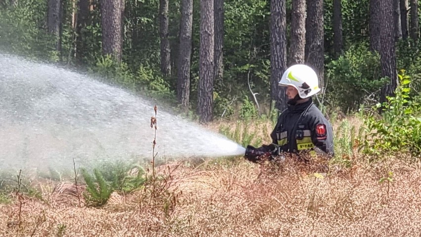 Jak przyznają strażacy zagrożenie pożarowe w lasach cały...