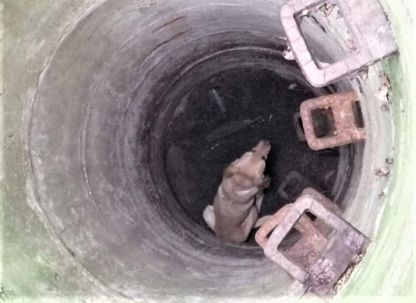 19 grudnia w podgoleniowskim Marszewie pies wpadł do studni