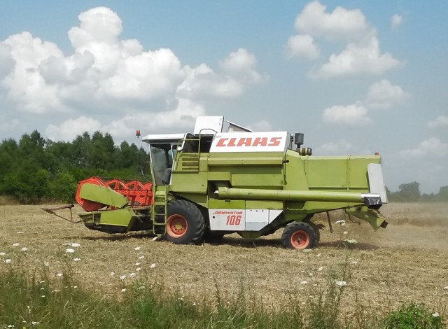 Zaczęły się żniwa 2021. Kombajny już na polach w powiecie zduńskowolskim