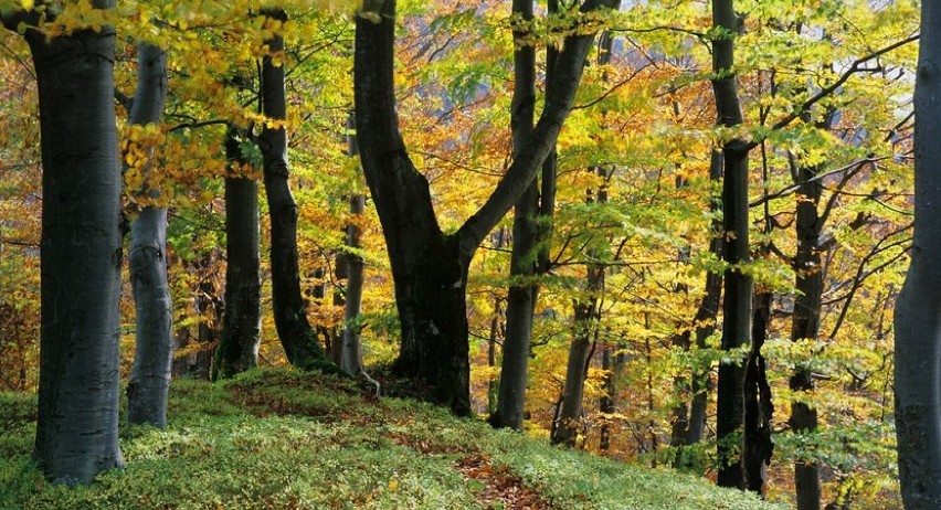 Zakaz wstępu do lasów Nadleśnictwa Kolumna