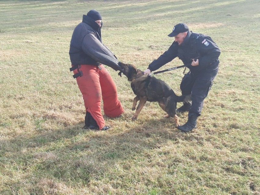 Wspólne ćwiczenia policyjnych przewodników psów
