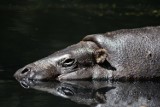 W ZOO w Łodzi znowu zamieszkają hipopotamy
