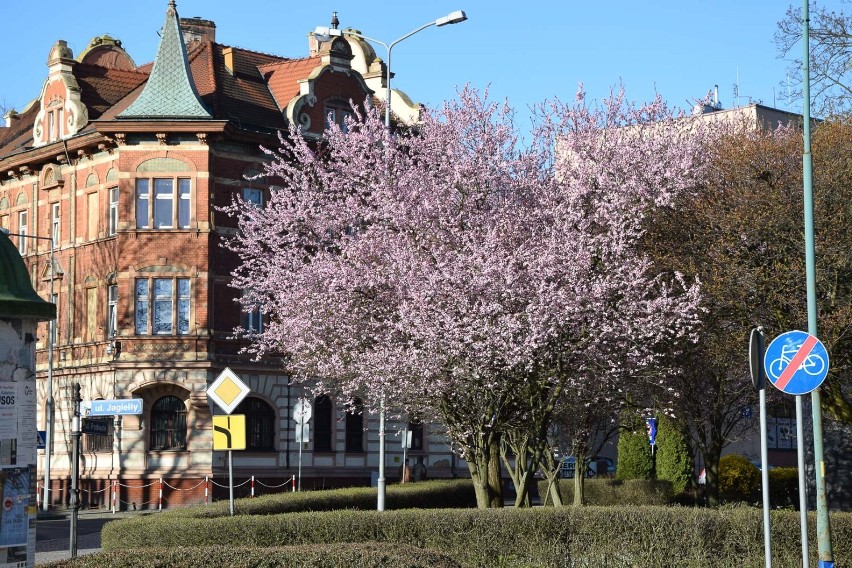 Pięknie i różowo zrobiło się w centrum Żar. a to za sprawą...