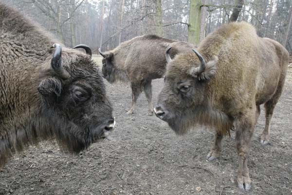 Zagroda żubrów w Pszczynie