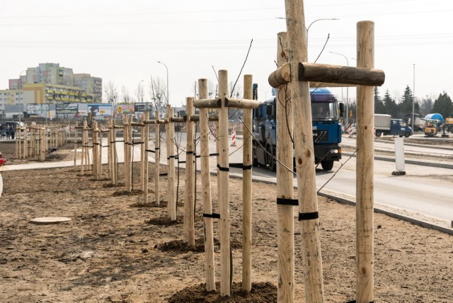 Drzewka na Kleczewskiej sadzone są pod nadzorem dendrologa