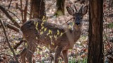 Natura jest piękna! Jelonek i sarna przyłapani na spacerze w zielonogórskim parku. Zobaczcie te zwierzęta z bliska - zdjęcia