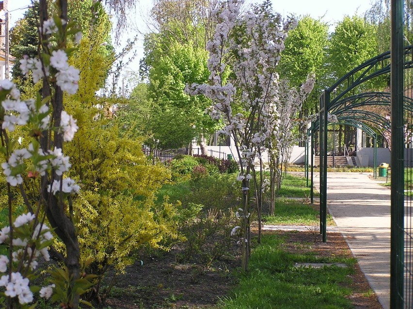 Przyjdź do parku Kajki w Elblągu, gdy kwitną jeszcze...