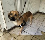 Psy do adopcji w Toruniu. Zwierzęta czekają na nowych właścicieli w schronisku