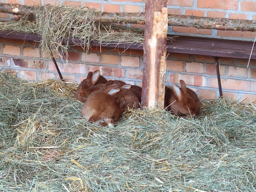 Żywa szopka pojawiła się przy Sanktuarium Maryjnym we...