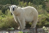 Jedyne niedźwiedzie polarne w Polsce przeprowadzają się do Czech. Jeszcze tylko dziś zobaczymy je Warszawie