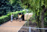 Rewitalizacja parku w Wojkowicach. Zobacz jak przebiega inwestycja