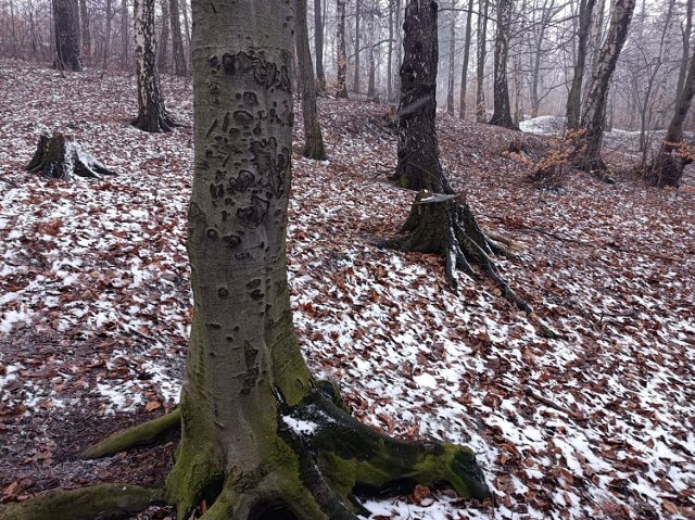 W Wałbrzychu grasują złodzieje drzew. Kradną je głównie w okolicy mauzoleum na Nowym Mieście