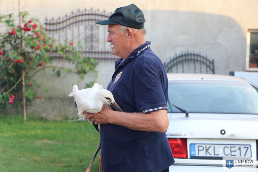 Ratowali młodego bociana. Akcja Młodzieżowej Drużyny Pożarniczej z Rożniatowa gminie Uniejów. Nie ich jedyna ZDJĘCIA