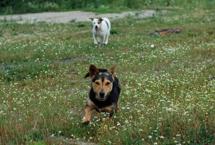 Schronisko dla zwierząt w Skierniewicach i jego czworonogi