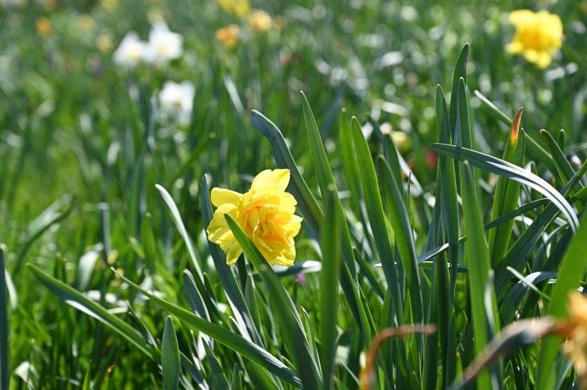 Wiosenne kwiaty cudnie rozkwitły w Ogrodzie Botanicznym w Kielcach. Zobacz zdjęcia i film