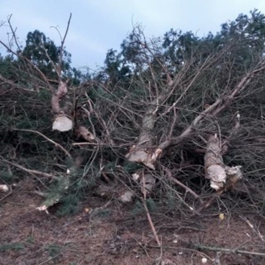 Nielegalna wycinka setek drzew w Dąbrowie! Mieszkańcy są zbulwersowani! 