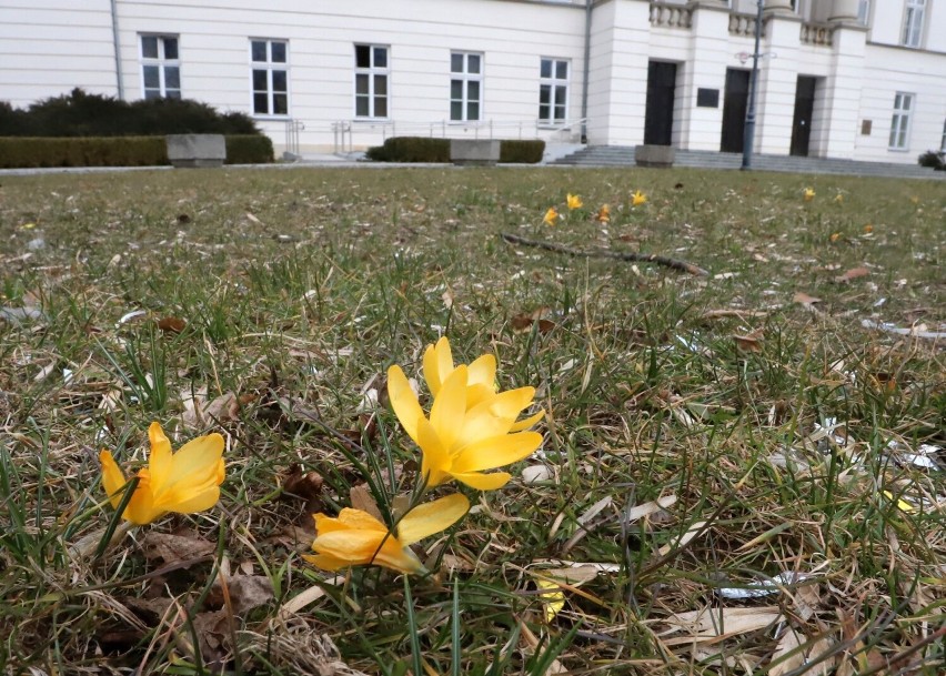 Kwitnące krokusy przy ulicy Żeromskiego