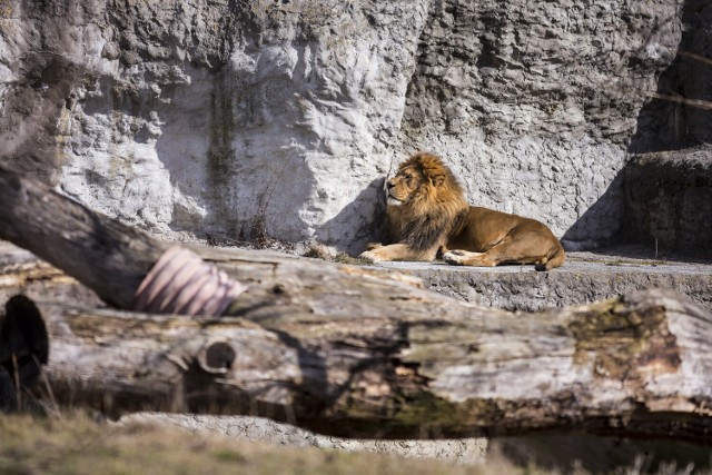 Warszawskie ZOO zaprasza uchodźców z Ukrainy. Ruszają bezpłatne spotkania