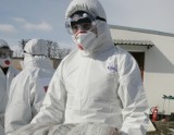 Czy to kolejne ognisko ptasiej grypy na Opolszczyźnie? Padłe łabędzie w Nysie