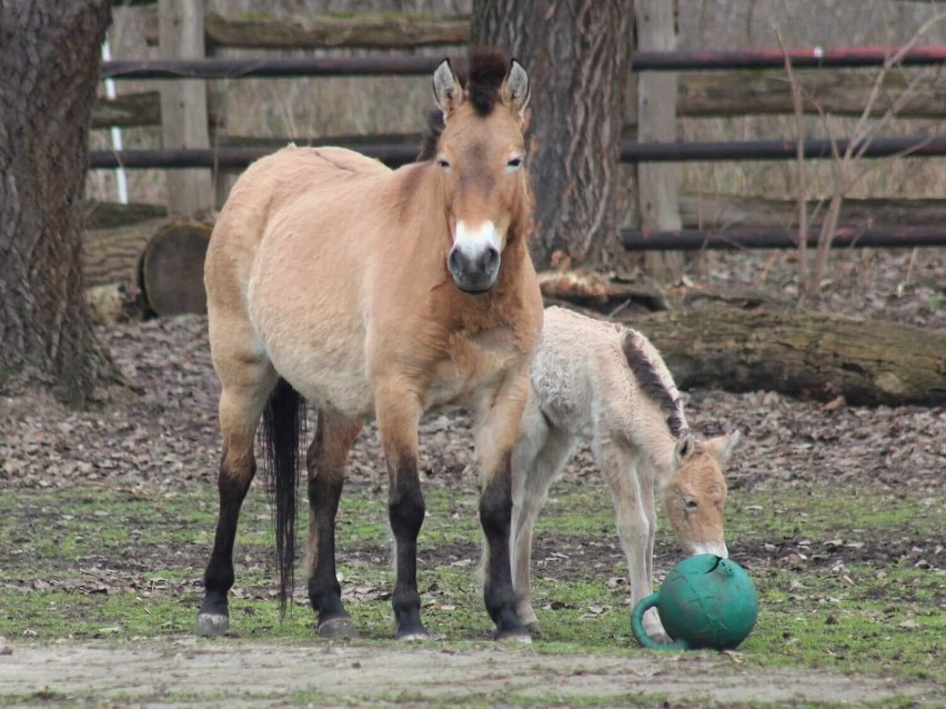 Wyjątkowe narodziny w warszawskim ZOO. Na świat przyszła klacz konia Przewalskiego. To zagrożony wyginięciem gatunek