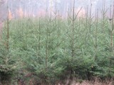 Świąteczna choinka pachnąca lasem