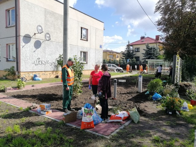 Mieszkańcy nowego osiedla socjalnego tak zwanych Jezioran przy ulicy 1 Maja w Kielcach wspólnie z pracownikami „zieleni” urządzili kwietne rabaty koło bloków.
