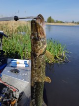 Gmina Chełm. Wędkarze wyciągnęli z zalewu Żółtańce już ponad 500 kilogramów padłych ryb