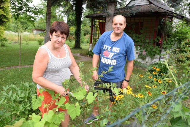 Dla Magdaleny i Wiesława Partyków działka to drugi dom. Są tutaj niemal codziennie. Nie wyobrażają sobie, że stracą to miejsce