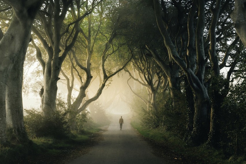 Tajemnicza aleja drzew bukowych w Irlandii Północnej...