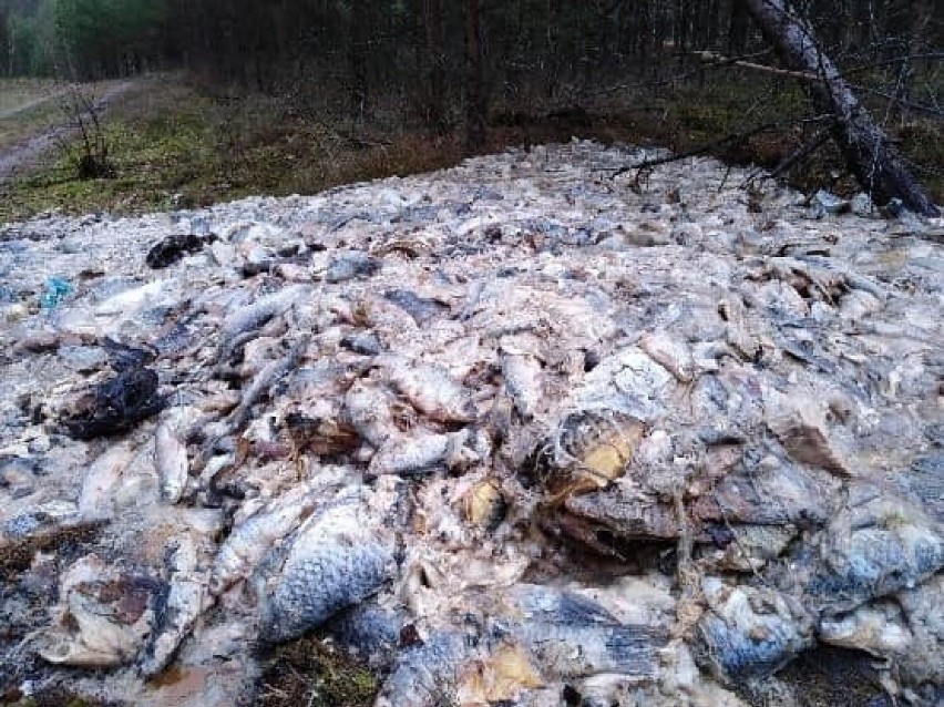 Skandal! 700 kg ryb i odpadów z ryb ktoś wyrzucił w lesie 35 km za Bytowem (zdjęcia)